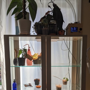 a glass cabinet with plants inside and an apartatus to control humidity consisting of a wooden box witha  screen, a clear tube, and a humidifier