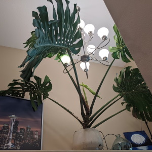 a view from below of a giant Monstera Deliciosa, the plant is growing near the ceiling, touching a chandelier