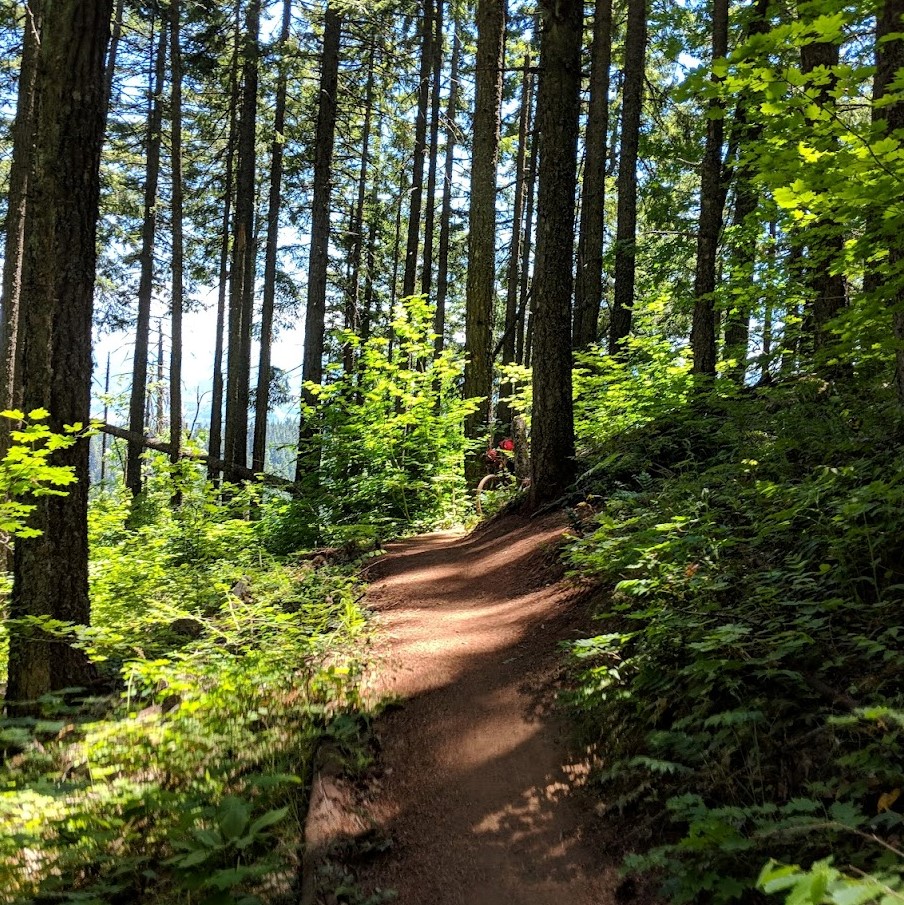 a dirt trail through a forest